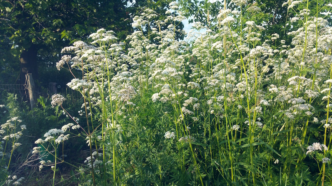 Getting to Know the Valerian Plant 