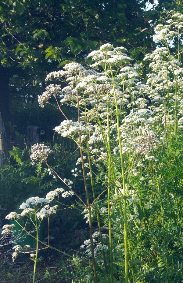 Getting to Know the Valerian Plant 
