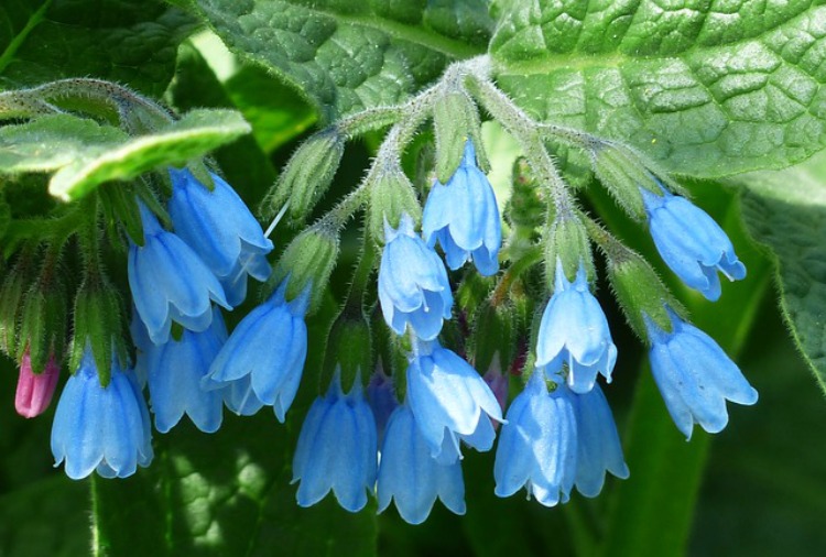 Natural Allergy Relief: Nasal Rinses, Eye Washes and Herbal Steams: comfrey