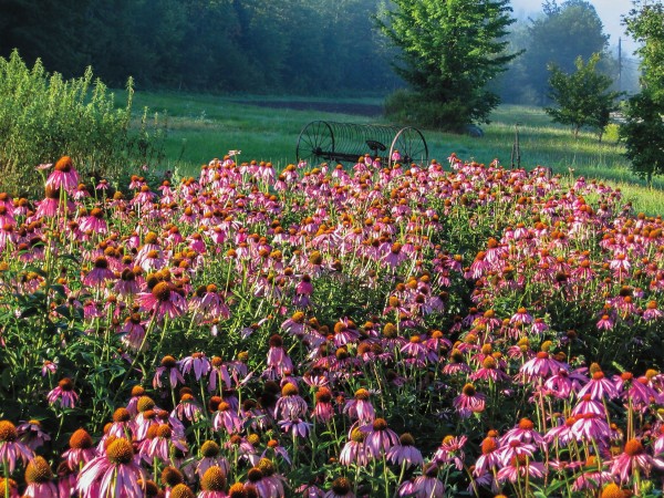 The Organic Medicinal Herb Farmer book