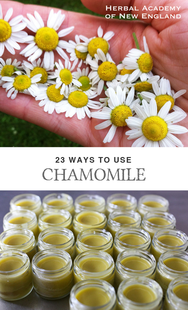 23 Ways to Use Chamomile - Herbal Academy blog