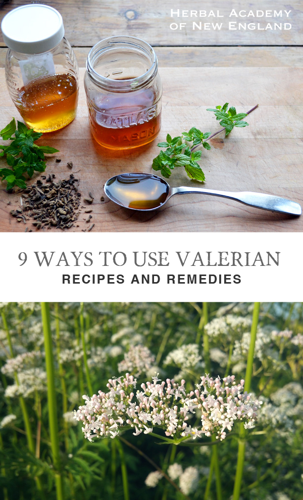 9 Ways To Use Valerian, Valeriana officinalis
