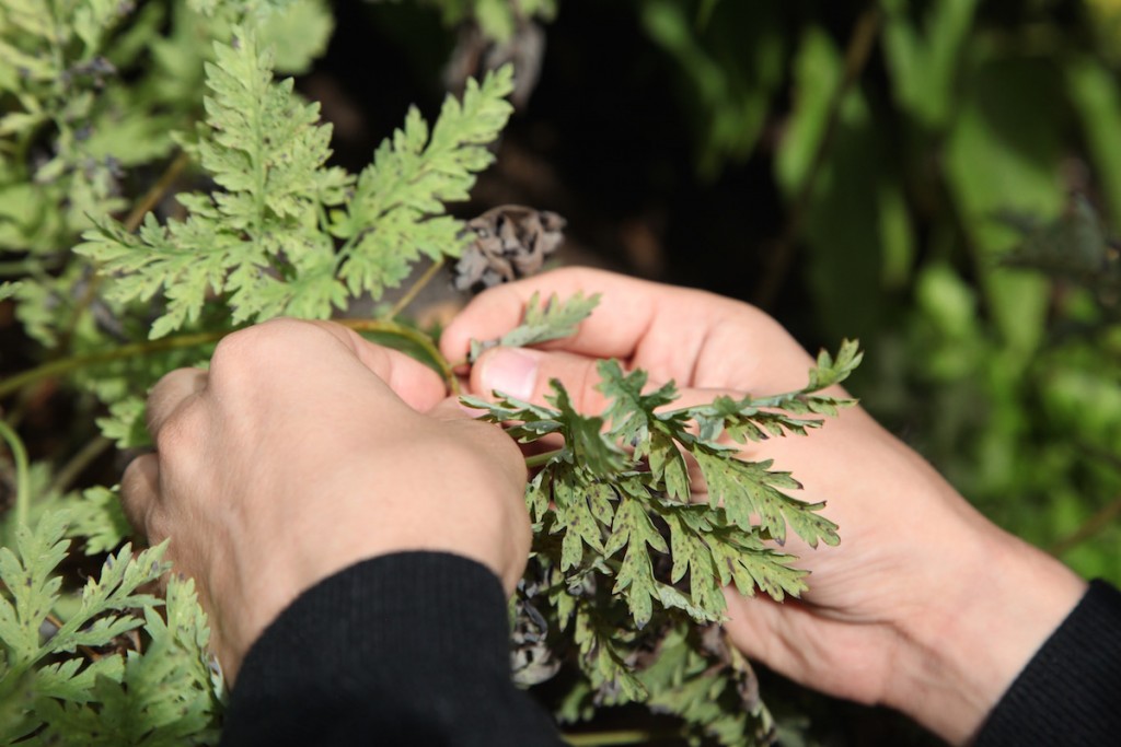 Advanced Herbal Course at the Herbal Academy - plant identification