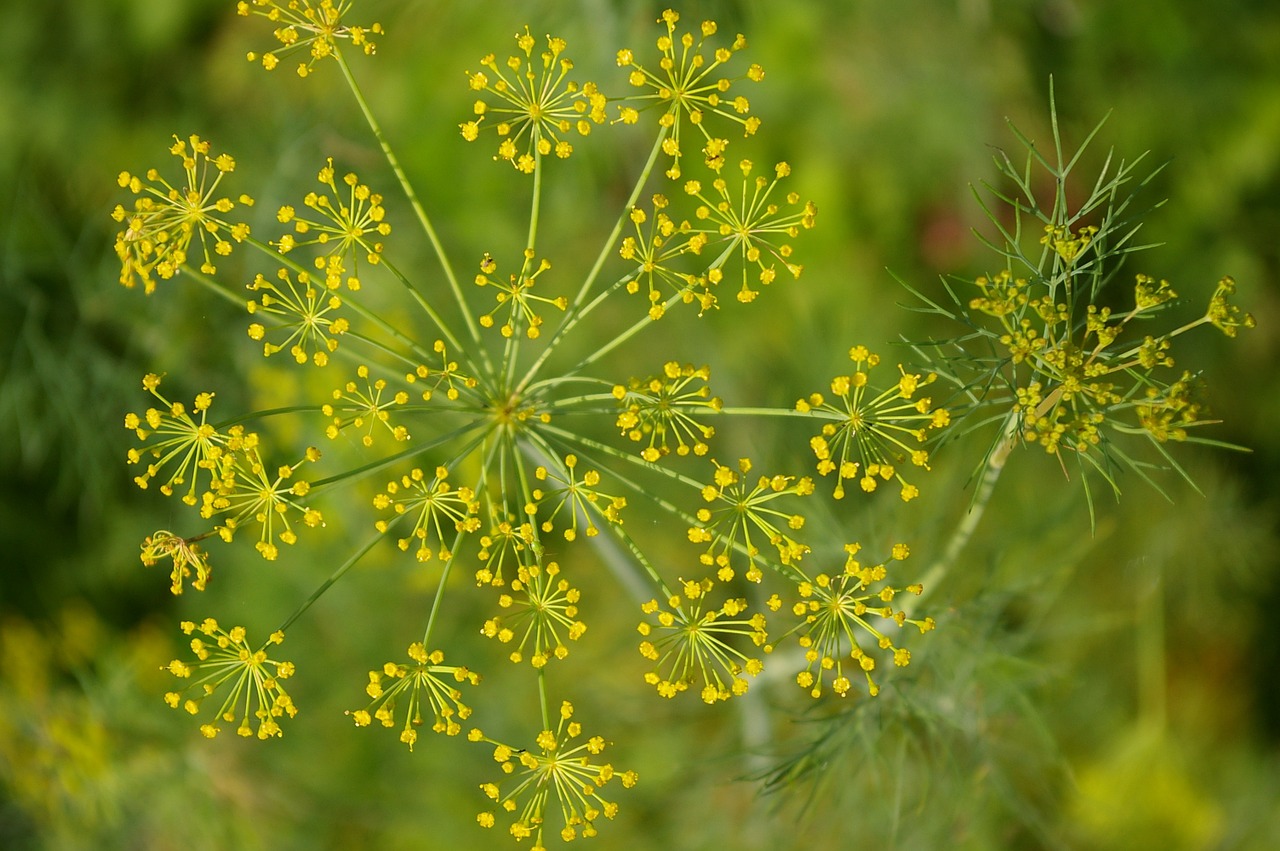 Dill - Tips for Keeping Harmful Bugs Away from your Herb Garden