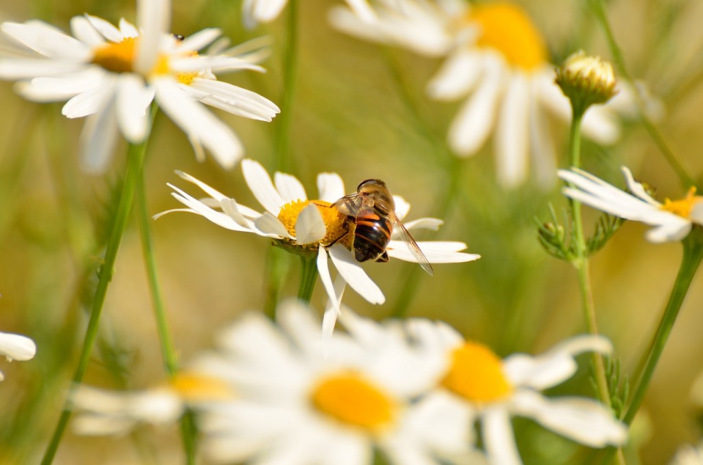 The Chamomile Plant - from Using to Harvesting