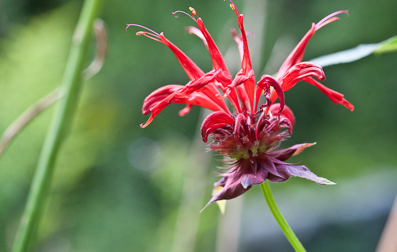 Benefits of Bee Balm or Monarda