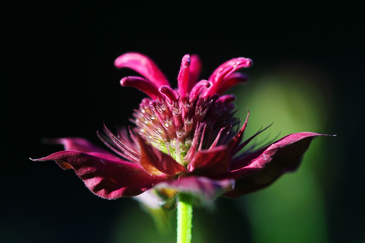 Benefits of Bee Balm or Monarda