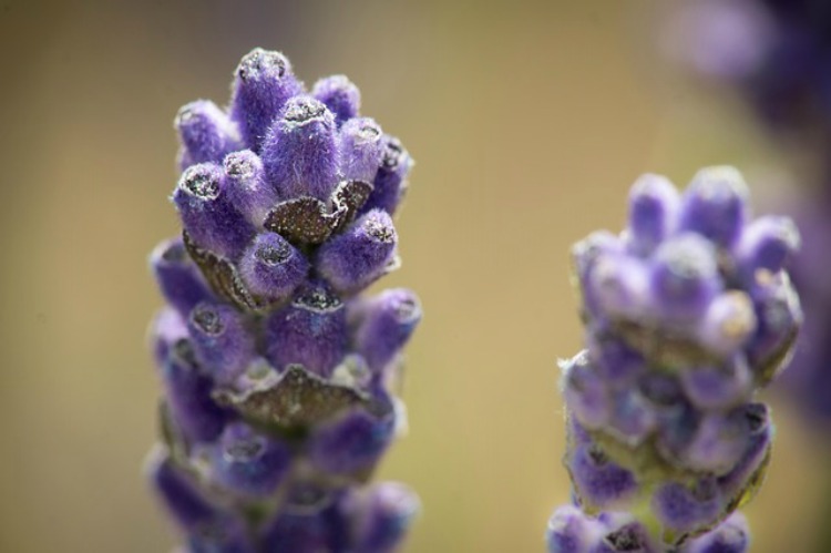 The Benefits Of Lavender: First Aid