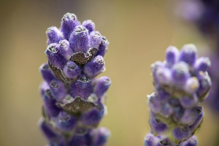 Clover House: The Benefits and Joy of Lavender