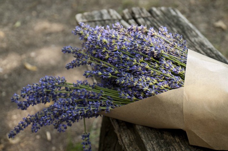 The Benefits Of Lavender In The Family Home: Emotional Support