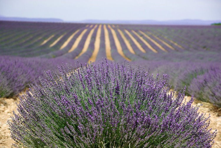 The Benefits Of Lavender: Emotional Support