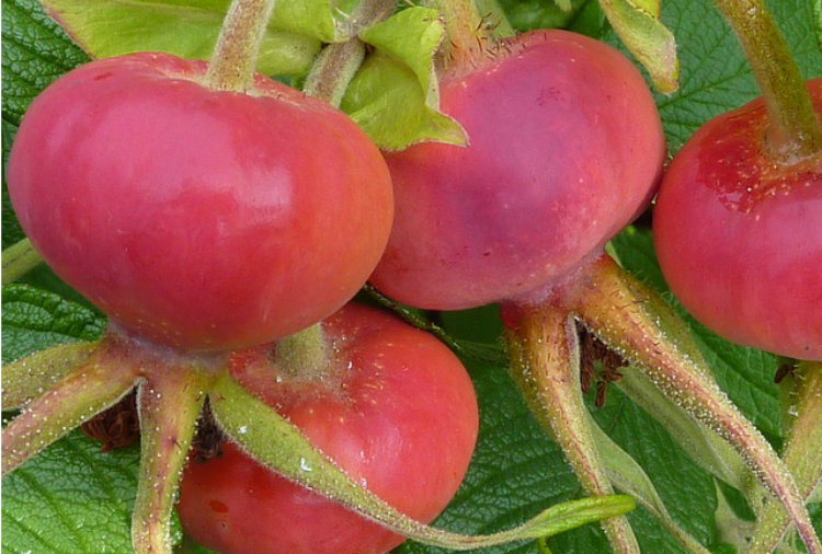 Family Herb: The Comforts Of Rose: Rose Hips