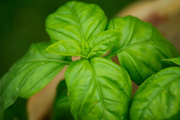 Refreshing Basil and Mint Smoothie Combinations For Summer: Sweet Basil