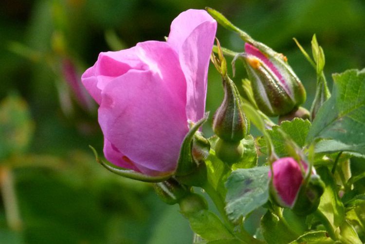 Family Herb: Get Crafty With Roses!