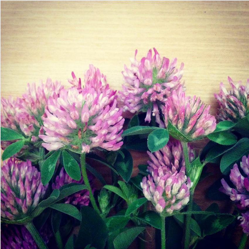 Red Clover Blossoms uses and musings