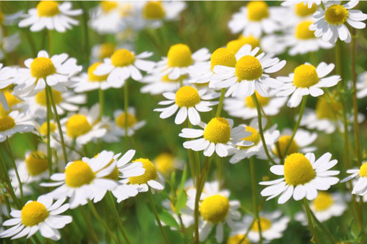 Herbal Support for Back to School: Chamomile