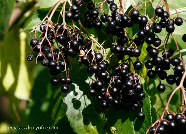 The Benefits of Elderberry 