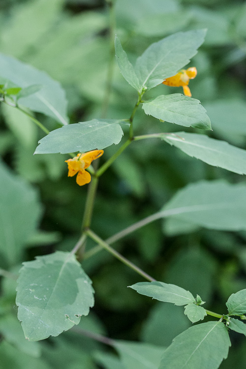 Learning about jewelweed - Native American medicine