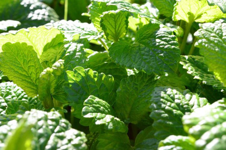 Herbal Support for Back to School: Lemon Balm