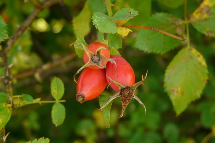 Teach Kids About The Rose Family: Flower Parts In Multiples Of Five