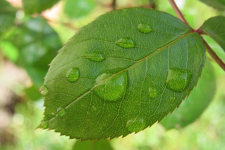 Teach Kids About The Rose Family: Leaves