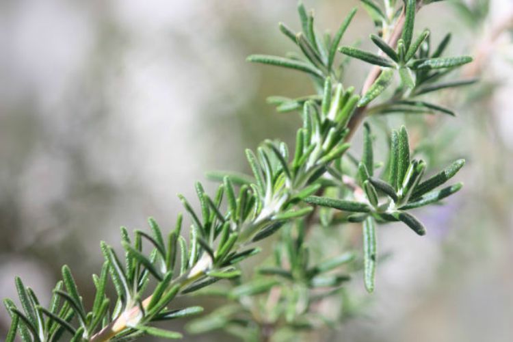 Herbal Support for Back to School: Rosemary