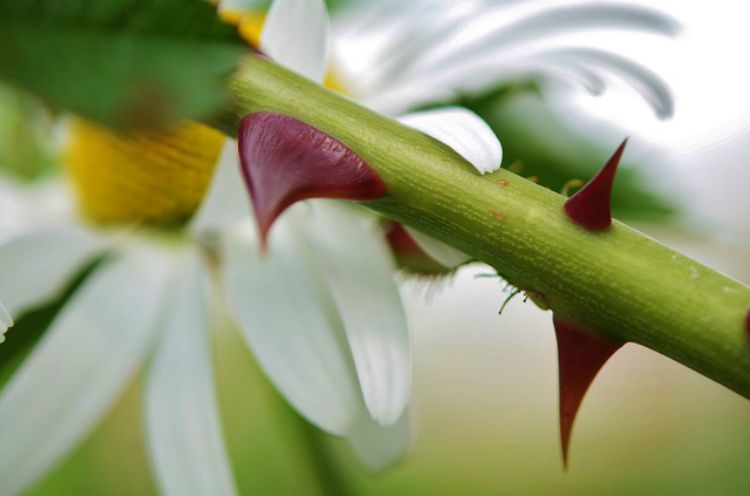 Teach Kids About The Rose Family: Thorns & Prickles