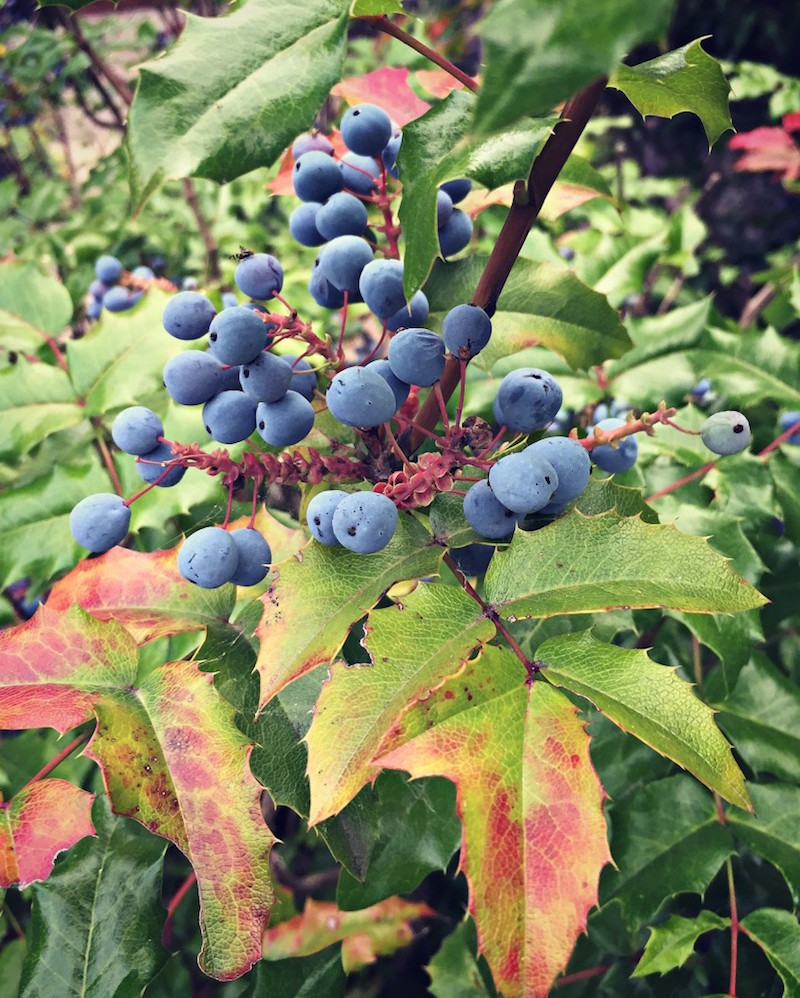 10 Tips for Wildcrafting Medicinal Herbs | Herbal Academy | Wildcrafting medicinal herbs is a very rewarding practice for herbalists. Learn how to identify plants and make your herbal remedies with foraged herbs!