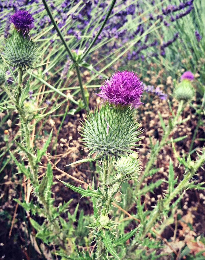 10 Tips for Wildcrafting Medicinal Herbs | Herbal Academy | Wildcrafting medicinal herbs is a very rewarding practice for herbalists. Learn how to identify plants and make your herbal remedies with foraged herbs!