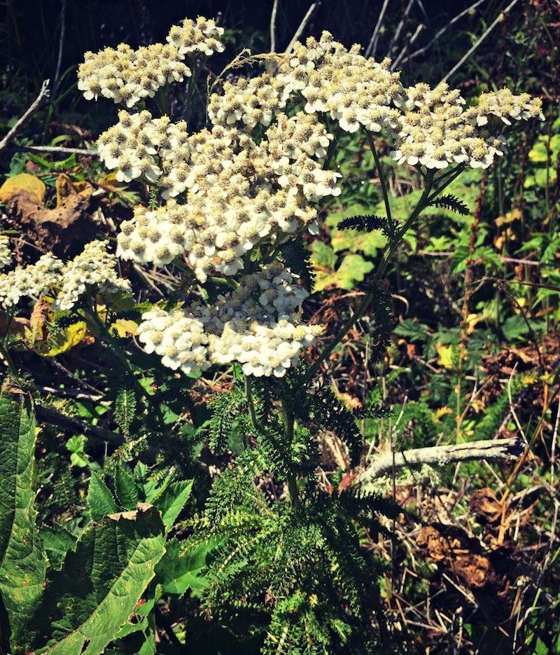 10 Tips for Wildcrafting Medicinal Herbs | Herbal Academy | Wildcrafting medicinal herbs is a very rewarding practice for herbalists. Learn how to identify plants and make your herbal remedies with foraged herbs!