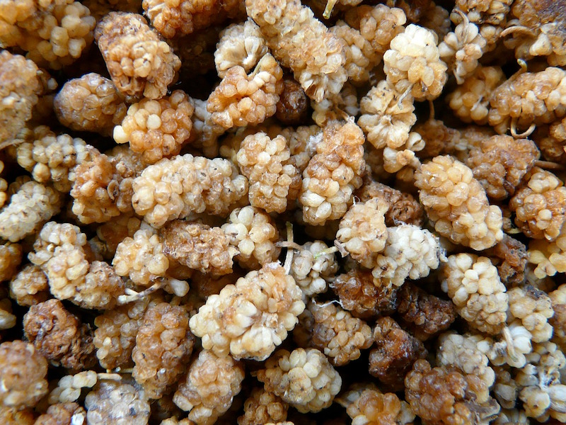 4 Methods for Seasonal Food Preservation - dried mulberries