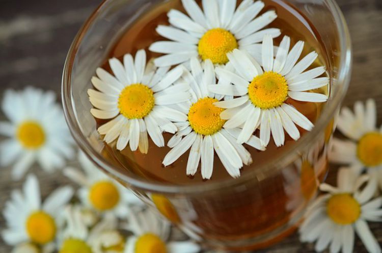 A Family Herb: Chamomile Flower, Be Prepared