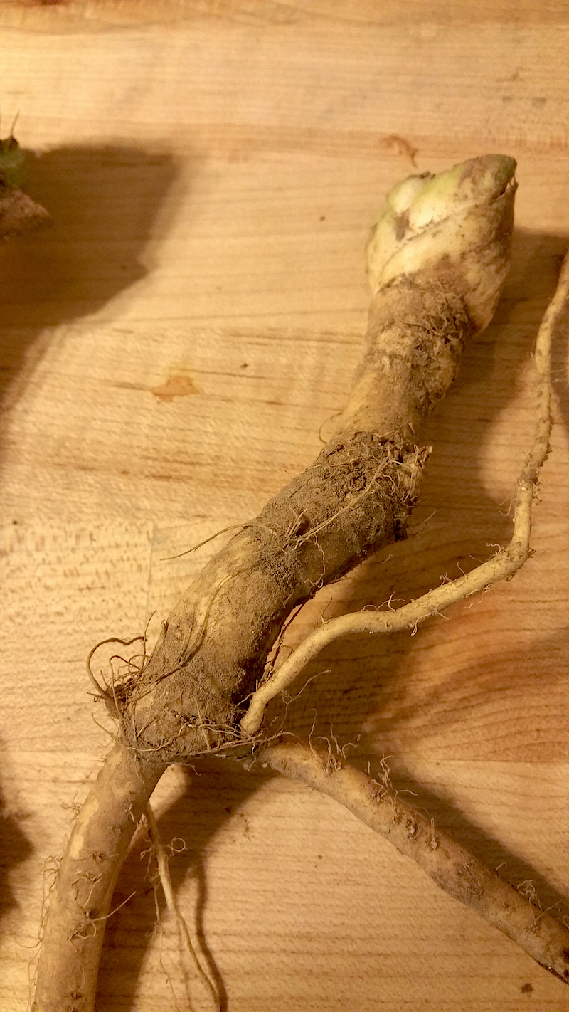 Learn how to Harvest and Process The Horseradish Plant: one of our favorites for fall. 