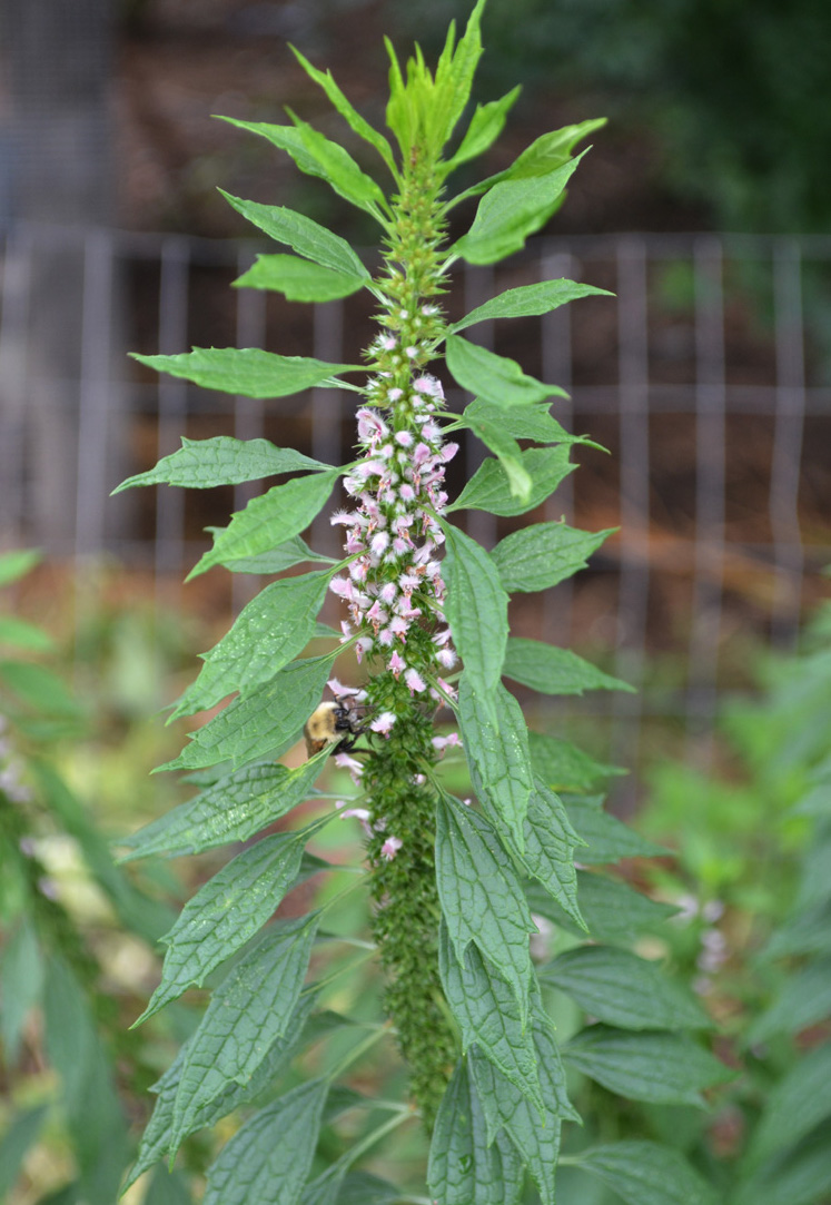 Motherwort Plant Profile: The mama bear of the plant kingdom