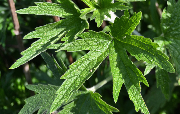 Motherwort Plant Profile: The mama bear of the plant kingdom