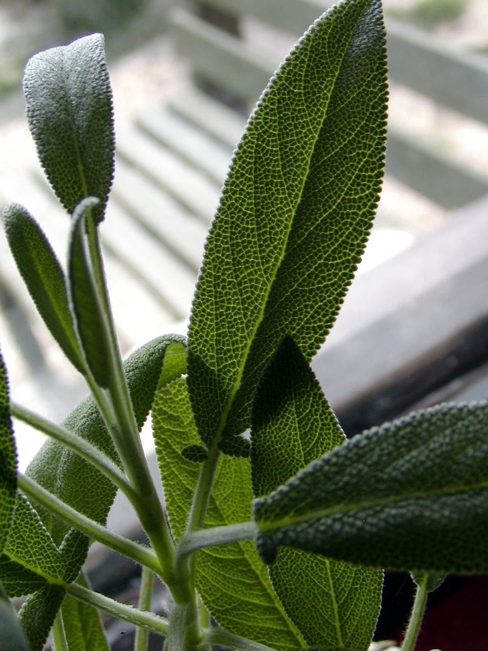 Sage Herb – Health Benefits of Popular Autumn Spices