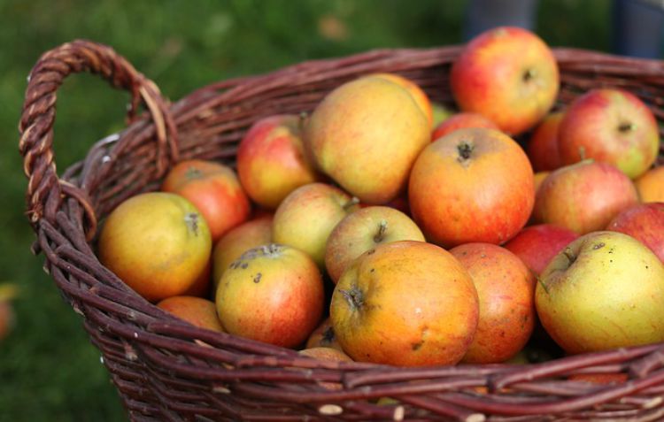 Harvest Time Apple Recipes