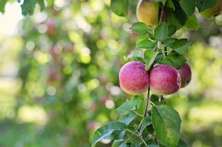 Harvest Time Apple Recipes: Apple Recipes