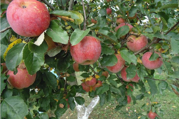 Harvest Time Apple Recipes: Apple Tea