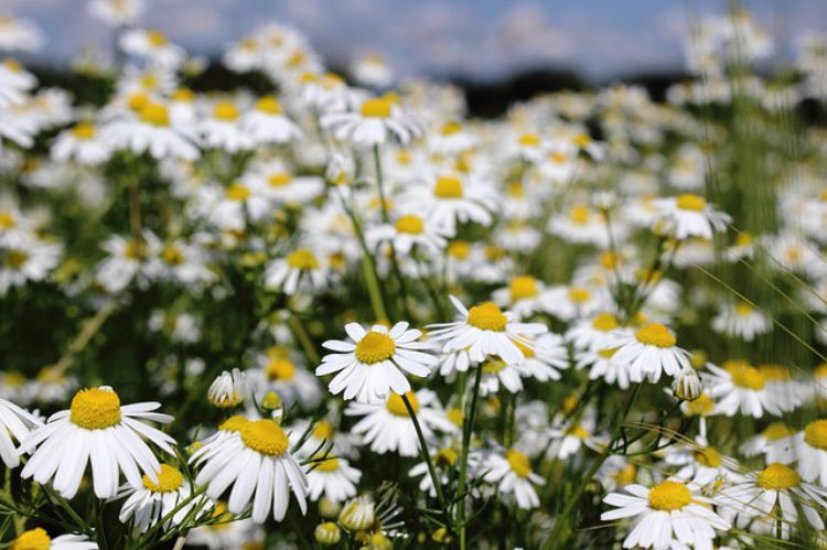 A Family Herb: Chamomile Flower Benefits