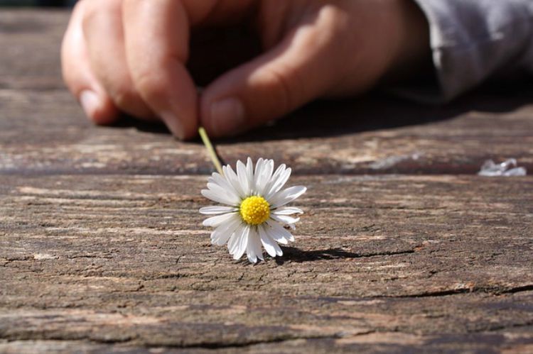 A Family Herb: Chamomile Flower, Safety