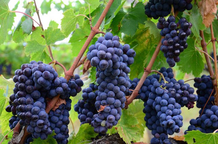 Benefits Of Grapes In A Tasty Herbal Syrup