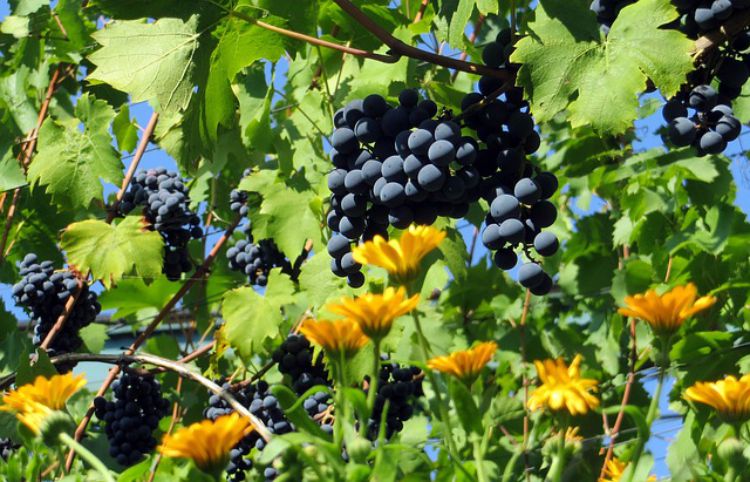 Benefits Of Grapes In A Tasty Herbal Syrup