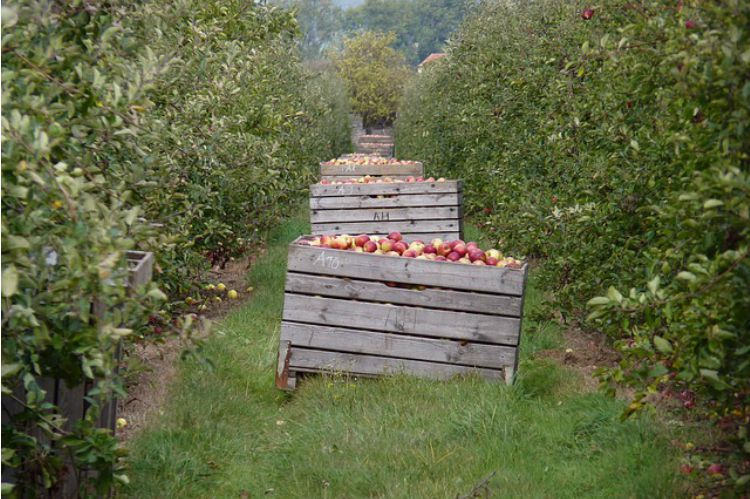 Harvest Time Apple Recipes: Cinnamon Applesauce