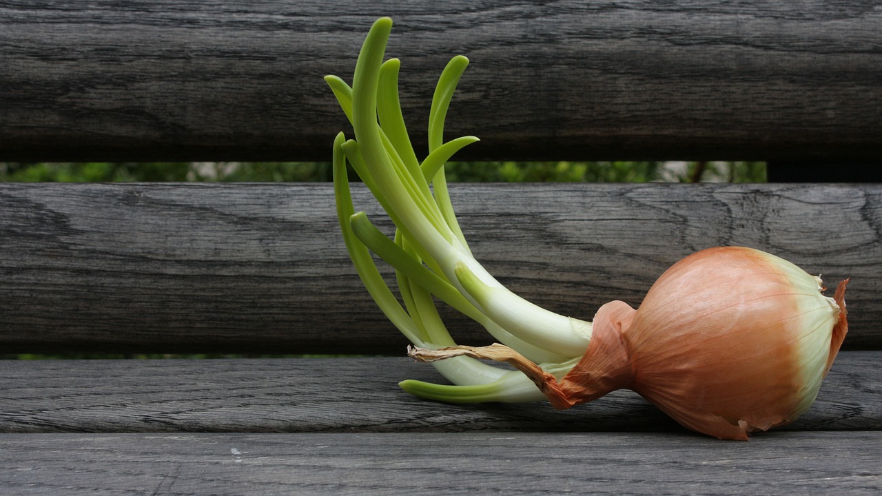 Learn about Tubers, Corms, and Roots: Herbs Underground