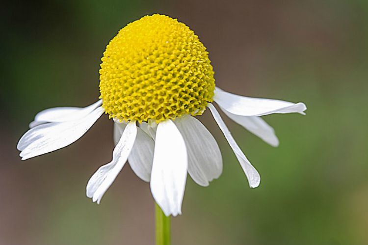 A Family Herb: Chamomile Flower Benefits