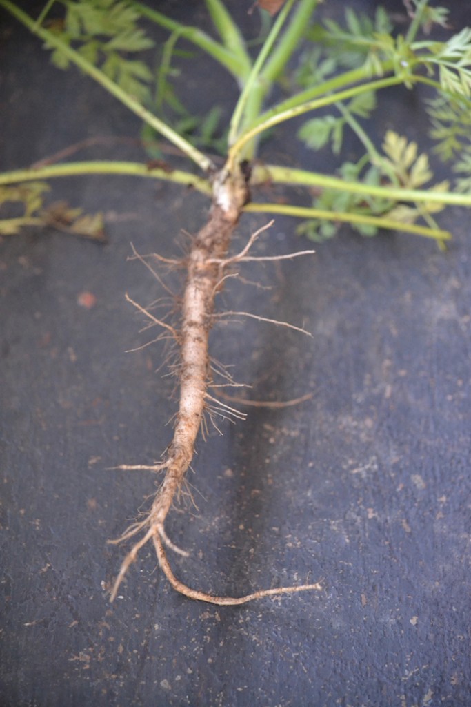 Roots to harvest in the fall: Queen Anne's Lace Root - Herbal Academy