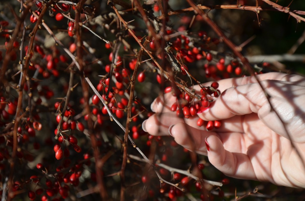 Strengthening the Roots of your Herbal Practice - Herbal Academy