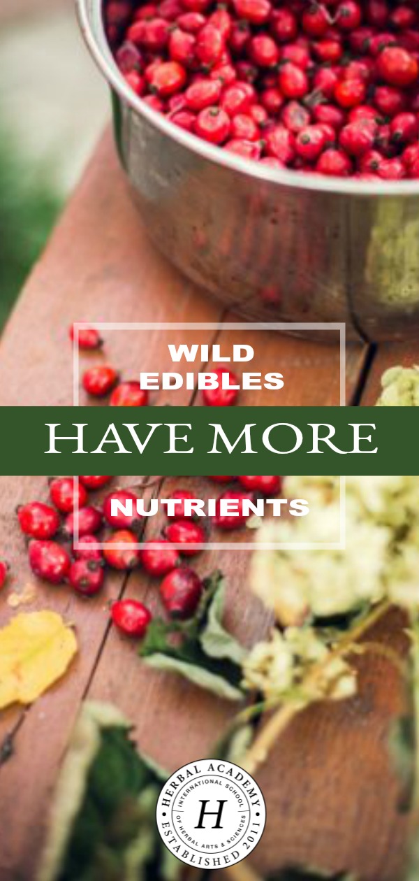 Wild Edibles Have More Nutrients | Herbal Academy | Wild edibles have more nutrients, let us taste the seasons in the most literal way we can, decrease our dependence on large agro-businesses, and benefit the environment. Learn more about wild edibles in this post!