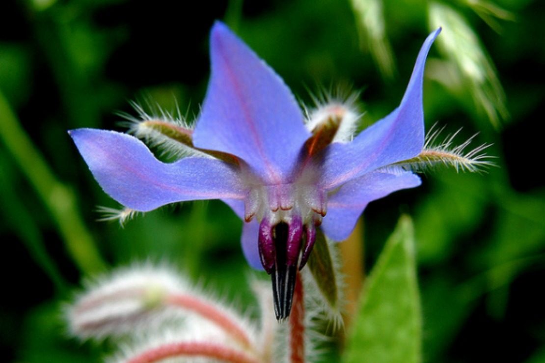 Borage - The "Heart Comforting” Herb | Herbal Academy | Every wondered about borage? If so, learn some fun ways to use it here!
